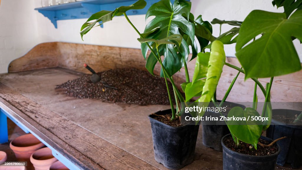 Transplanting a monstera plant,A cheese plant Soil,Nutrient