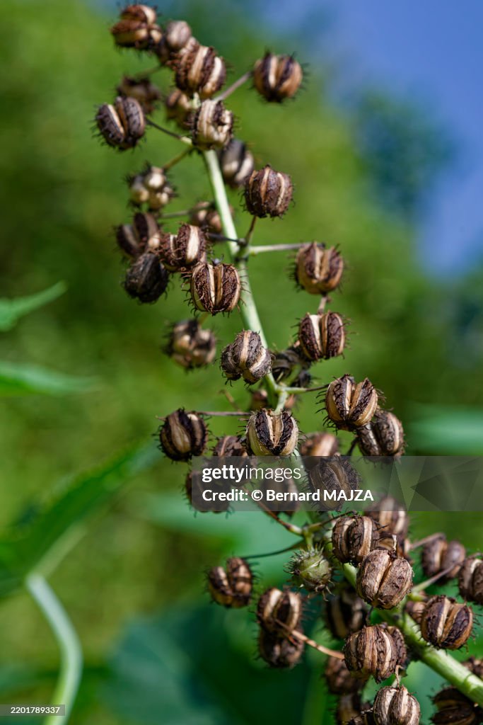 Ripe castor beans