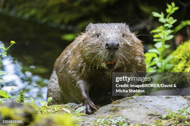 eurasian beaver (castor fiber) on the ground in the evening, bavaria, germany, europe - david beaver stock pictures, royalty-free photos & images
