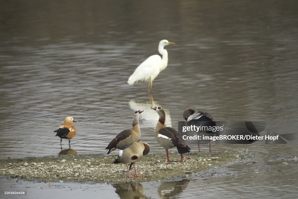 Egyptian geese (Alopochen aegyptiaca) single Ruddy Shelduck (Tadorna ferruginea) and single Great White Egret (Ardea alba) on small gravel bank in lake, Allgäu, Bavaria, Germany, Allgäu, Bavaria, Germany, Europe