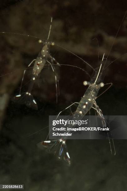 close-up of pair of transparent anton bruun's cleaner shrimp (urocaridella antonbruunii) cave cleaner shrimp, pacific ocean, yap island, yap state, caroline islands, federated states of micronesia fsm, australia, oceania - federated states of micronesia foto e immagini stock