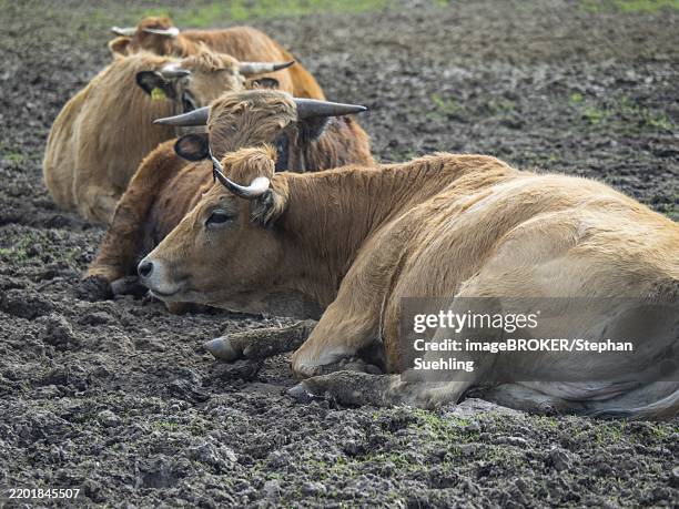 three lying cows on a muddy pasture in a relaxed atmosphere, münsterland, germany - mud stock pictures, royalty-free photos & images