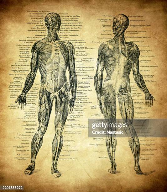human muscles and ligaments - human anatomy chart stock illustrations
