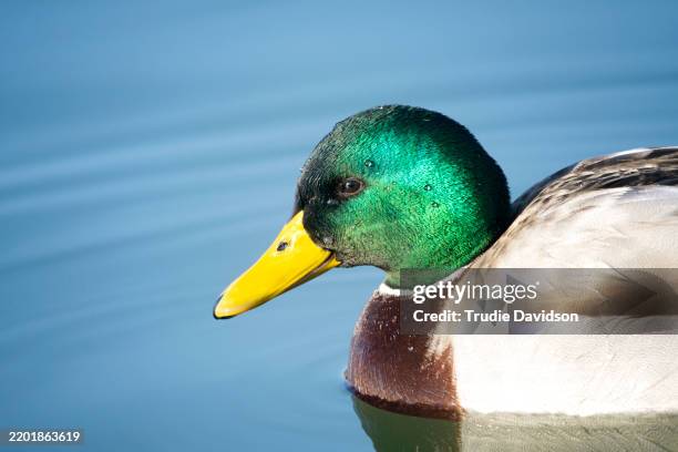 drake portrait - male duck face stock pictures, royalty-free photos & images