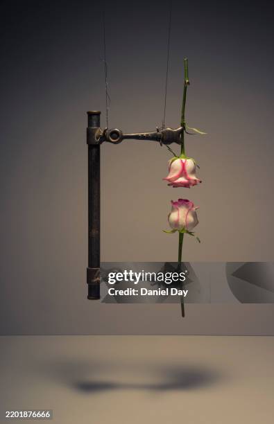 a 5 picture series of a metal clamp holding a rose in midair, gradually closing the distance between two blossoms until they finally 'kiss' - alicate bloqueador imagens e fotografias de stock
