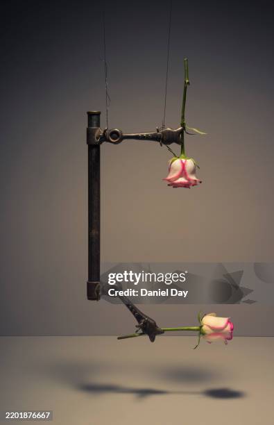 a 5 picture series of a metal clamp holding a rose in midair, gradually closing the distance between two blossoms until they finally 'kiss' - alicate bloqueador imagens e fotografias de stock