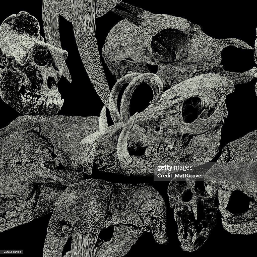 Animal Skulls Repeat. Walrus, Tiger, Gibbon, Gorilla, Dik Dik, Babirusa