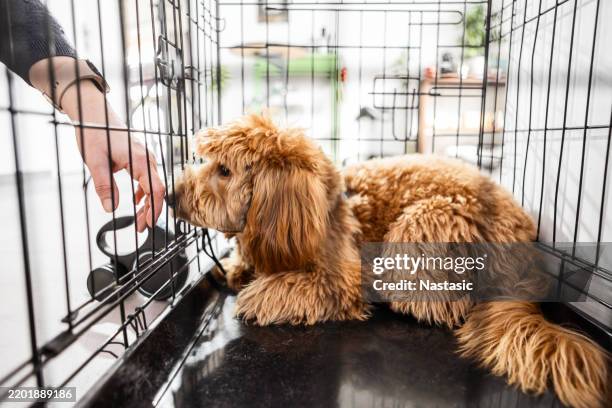 adopt me - getting on stock pictures, royalty-free photos & images