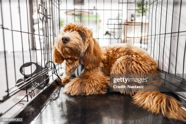 small poodle inside a shelter cage - pet boarding stock pictures, royalty-free photos & images