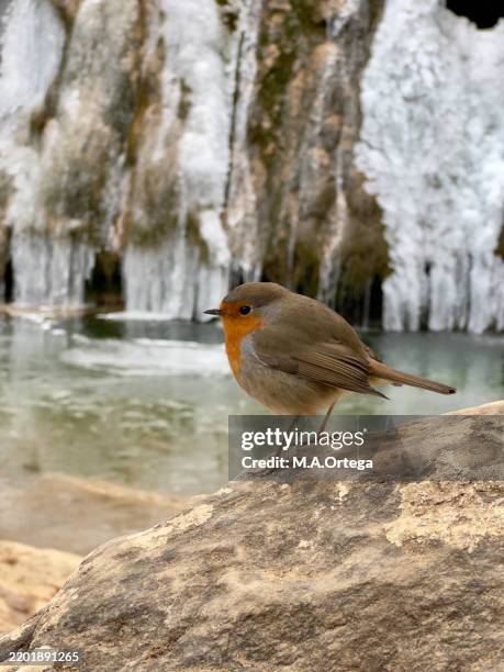 Robin Rocking Water 964 Robin Beck Stock Photos, High-Res Pictures, and Images - Getty Images