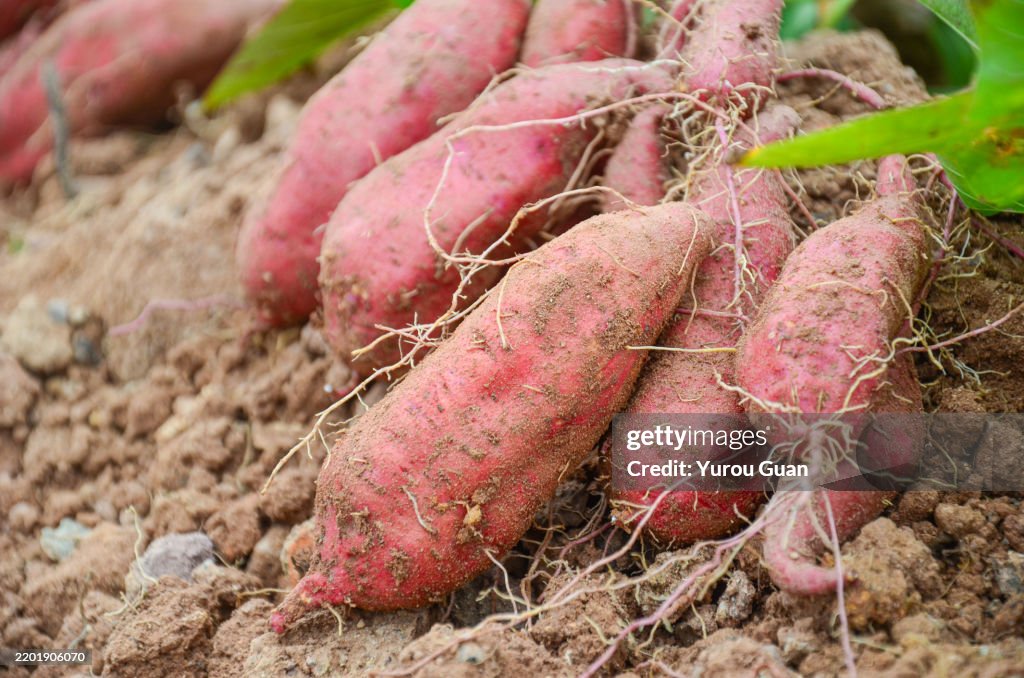 Sweet potatoes harvested in the field,Xinhui District,Jiangmen City,Guangdong Province,China.