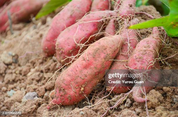 sweet potatoes harvested in the field,xinhui district,jiangmen city,guangdong province,china. - zoete aardappel stockfoto's en -beelden