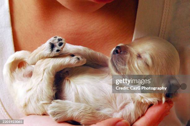 family of white 9 day old shih tzu poodle mix with eyes still closed - puppy paw prints stock pictures, royalty-free photos & images