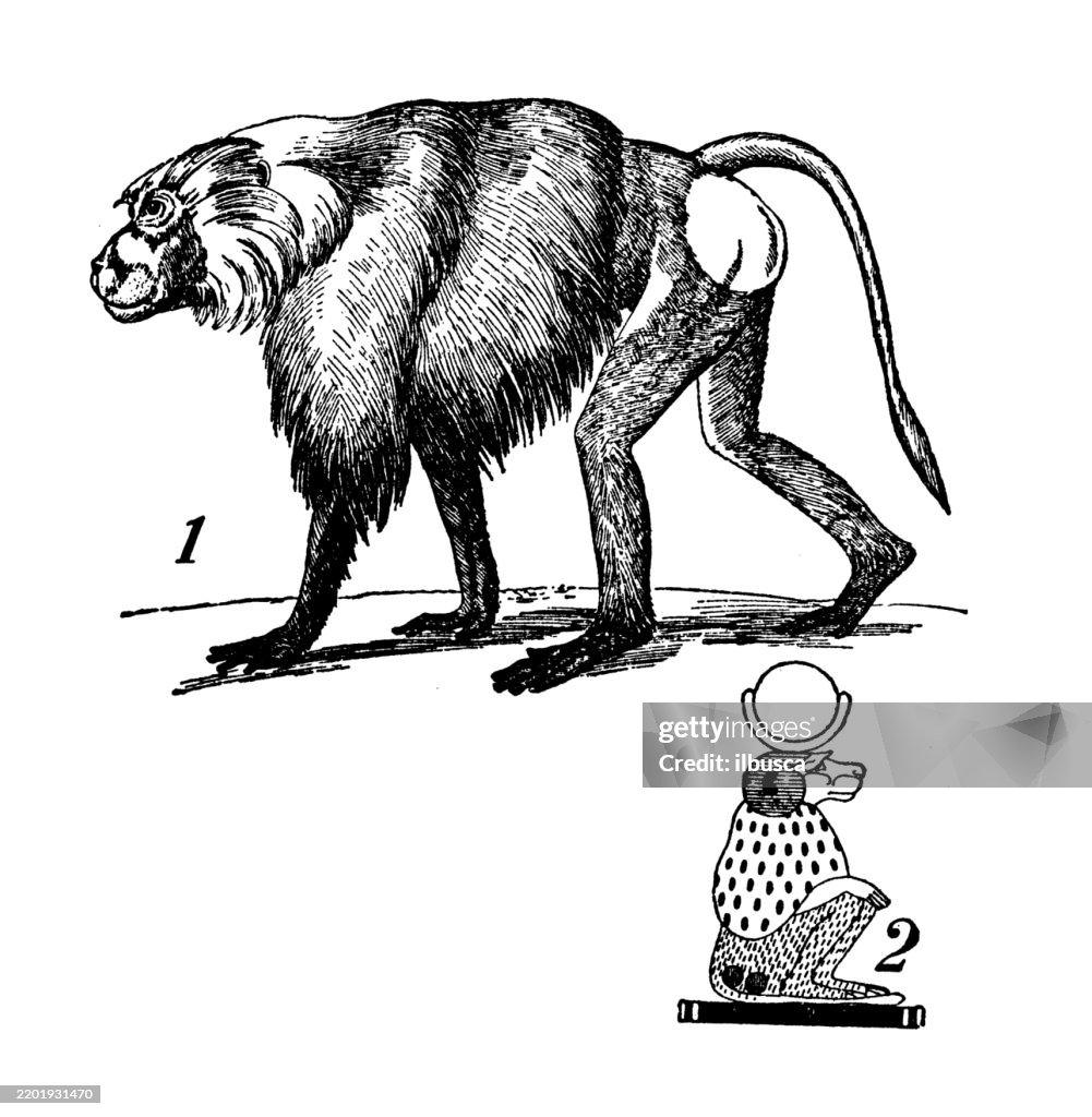 Sacred Baboon, Hamadryad, Cynocephalus hamadryas