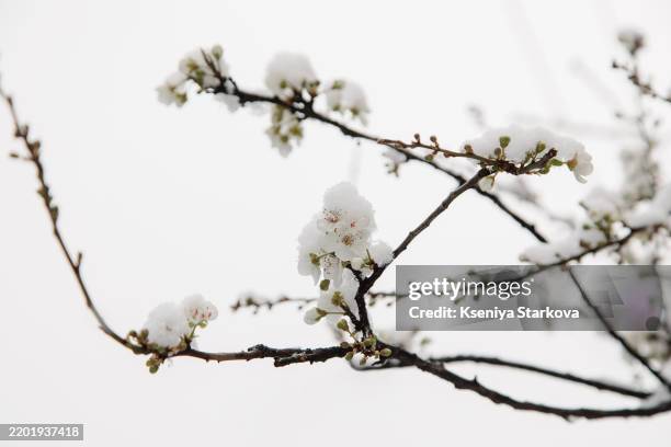Squashed Spring 10,984 Squashed Flowers Stock Photos, High-Res Pictures, and Images ...