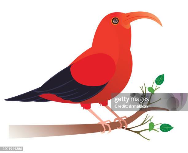 iiwi endangered hawaiian honeycreeper bird - honeycreeper stock illustrations