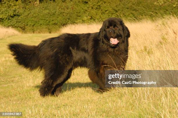 newfoundland puppy walking in the field - police dog uk stock pictures, royalty-free photos & images