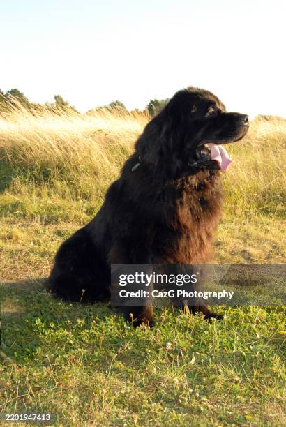 newfoundland puppy walking in the field - police dog uk stock pictures, royalty-free photos & images