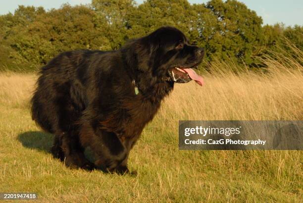 newfoundland puppy walking in the field - police dog uk stock pictures, royalty-free photos & images