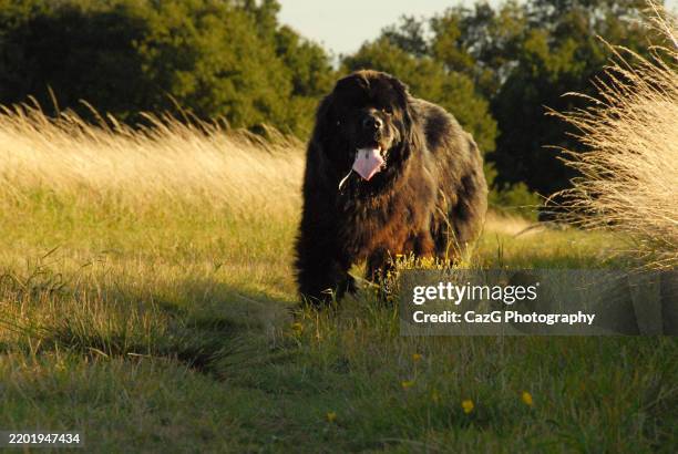 newfoundland puppy walking in the field - police dog uk stock pictures, royalty-free photos & images