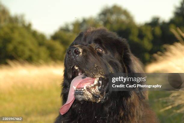 newfoundland puppy walking in the field - police dog uk stock pictures, royalty-free photos & images