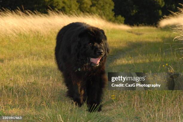 newfoundland puppy walking in the field - police dog uk stock pictures, royalty-free photos & images