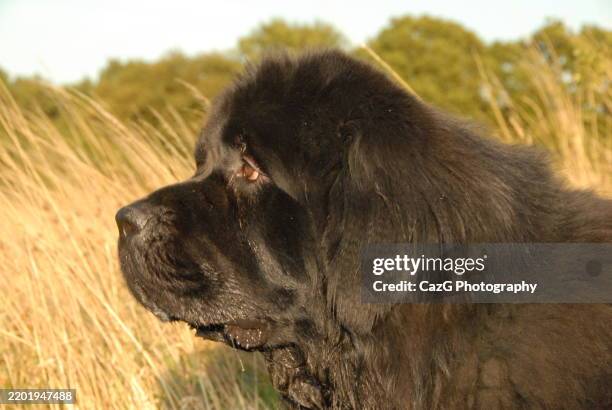 newfoundland puppy walking in the field - police dog uk stock pictures, royalty-free photos & images