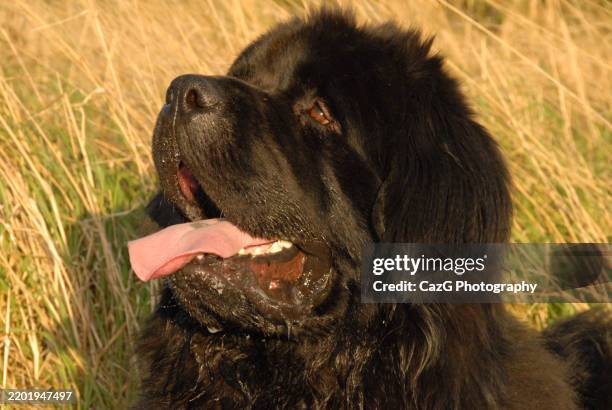 newfoundland puppy walking in the field - police dog uk stock pictures, royalty-free photos & images