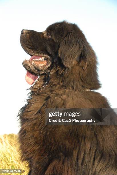 newfoundland puppy walking in the field - police dog uk stock pictures, royalty-free photos & images