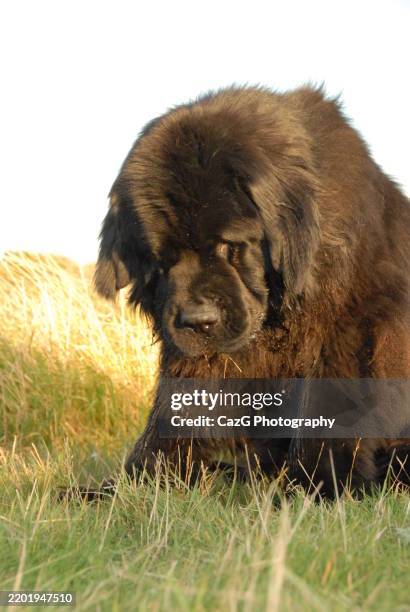 newfoundland puppy walking in the field - police dog uk stock pictures, royalty-free photos & images