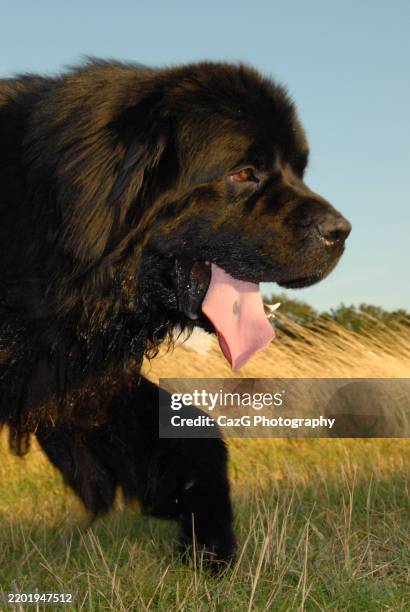 newfoundland puppy walking in the field - police dog uk stock pictures, royalty-free photos & images
