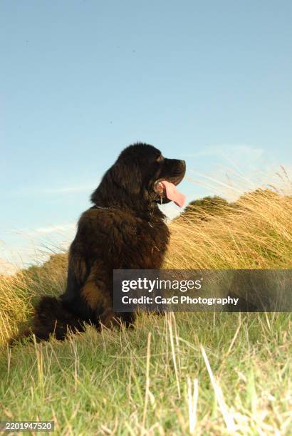 newfoundland puppy walking in the field - police dog uk stock pictures, royalty-free photos & images