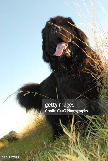 newfoundland puppy walking in the field - police dog uk stock pictures, royalty-free photos & images