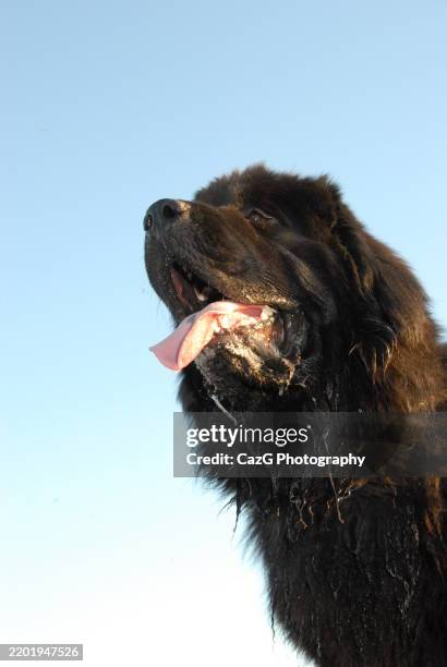 newfoundland puppy walking in the field - police dog uk stock pictures, royalty-free photos & images