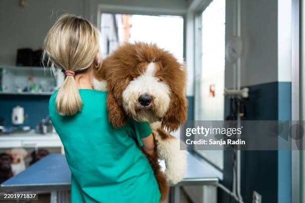 a large dog peeks over the vet's shoulder. - paramedic stock pictures, royalty-free photos & images