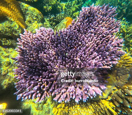 Um belo coral colorido Staghorn (Acropora) senta-se com outros corais em um recife tropical Um belo coral colorido Staghorn (Acropora) senta-se com outros corais em um recife tropical