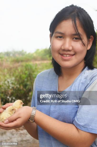 girl and baby chicks in a natural setting - nice chicks stock pictures, royalty-free photos & images
