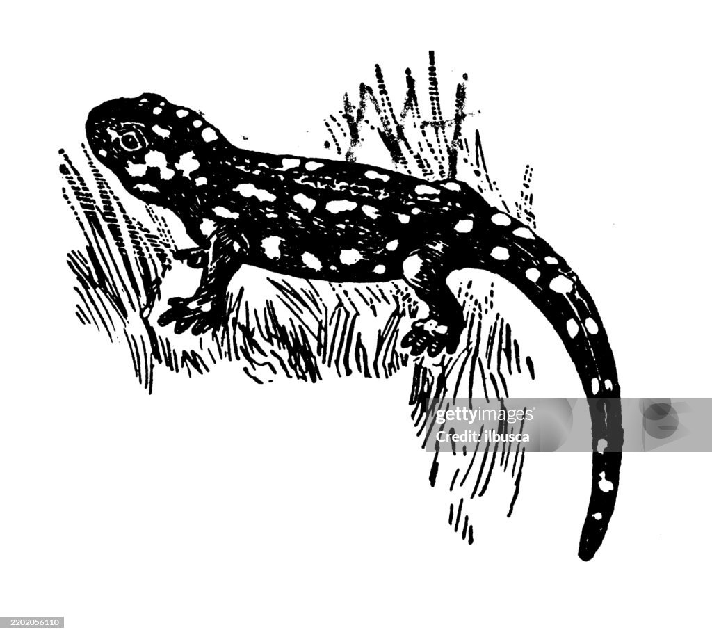 European Spotted Salamander, Salamandra maculosa