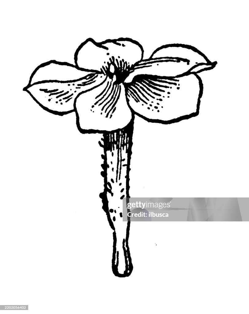 Salver shaped corolla, Phlox paniculata