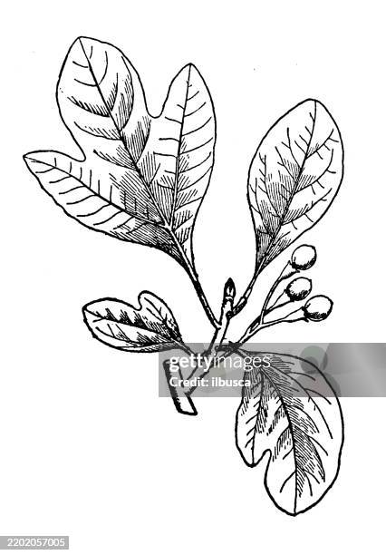 sassafras officinale - sassafras leaf stock illustrations