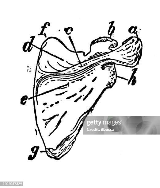 Stapula 601 Shoulder Joint Diagram Stock Photos, High-Res Pictures, and Images ...