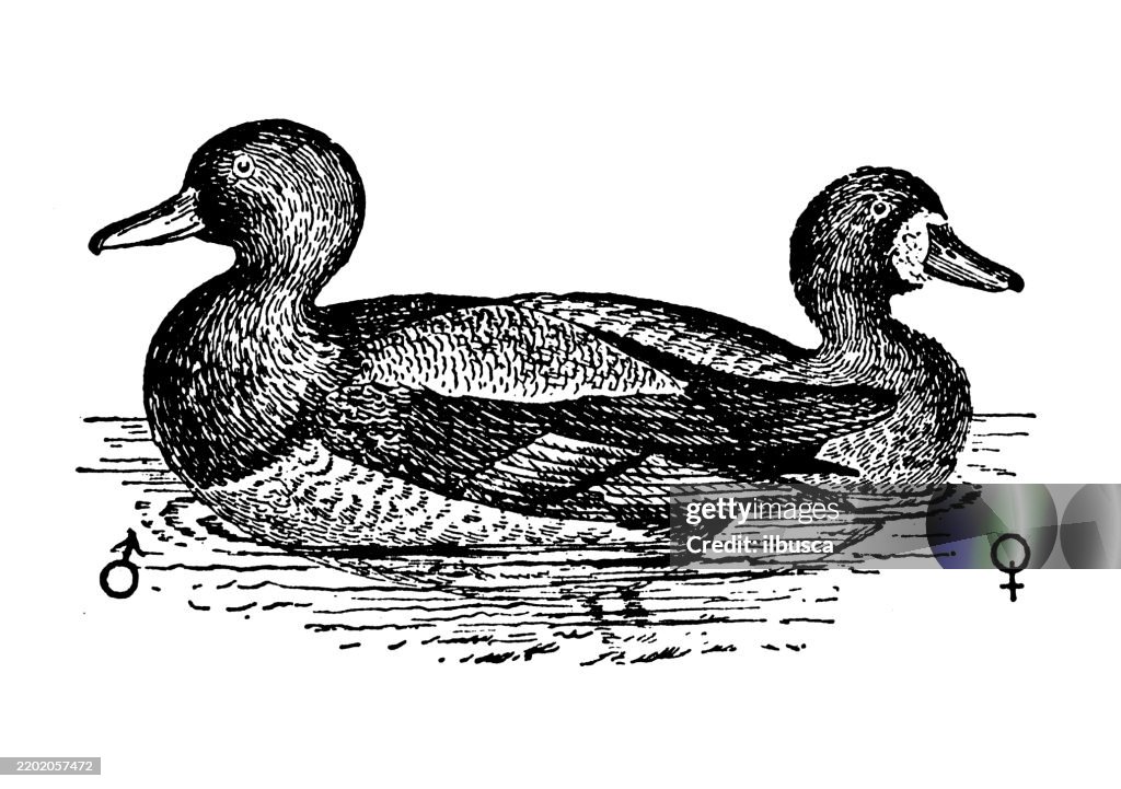 American Scaup, Aythya marila var. nearctica