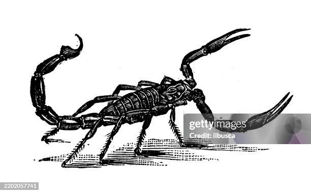 scorpion, scorpio afer - scorpion stock illustrations
