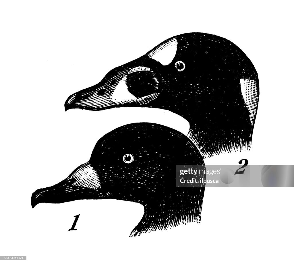 Scoters: Black Scoter, Oedemia americana, Surf Scoter, Oedemia perspicillata