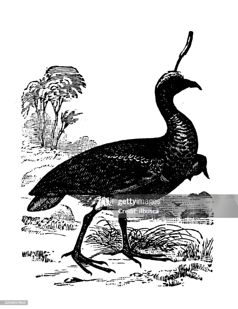Horned Screamer, Anhima cornuta