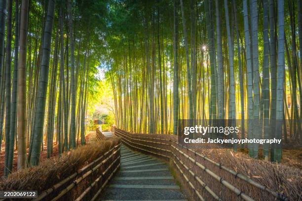 staircase among bamboo trees in arashiyama, kyoto. - stadt kyoto stock-fotos und bilder