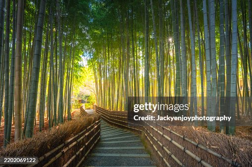 Staircase among bamboo trees in Arashiyama, Kyoto. Staircase among bamboo trees in Arashiyama, Kyoto.