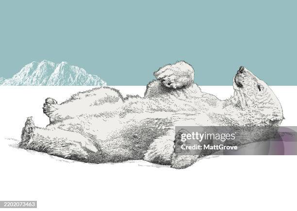 ilustraciones, imágenes clip art, dibujos animados e iconos de stock de dormitorio polar bear - oso polar