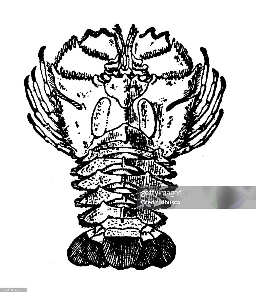 Scyllaridae, Ibacus incisus