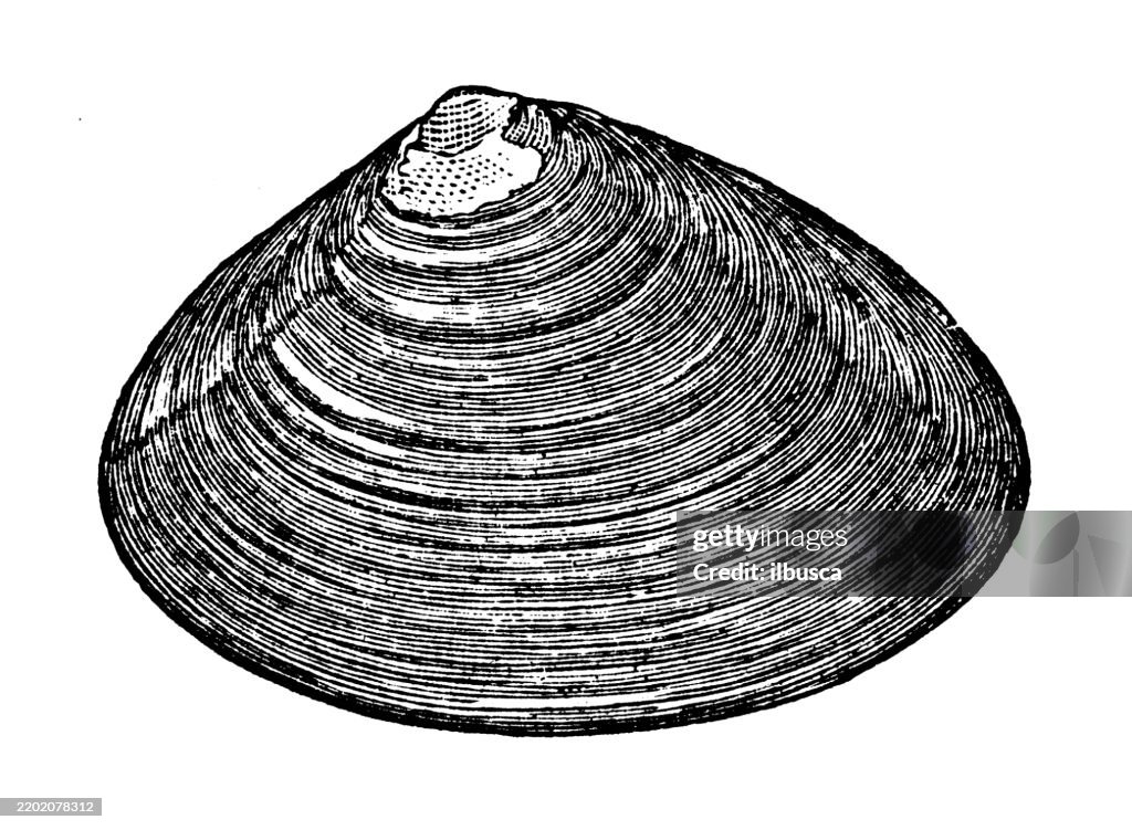Sea clam, Mactra solidissima